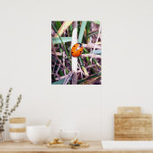 Ladybug Spotlightポスター ポスター (キッチン)