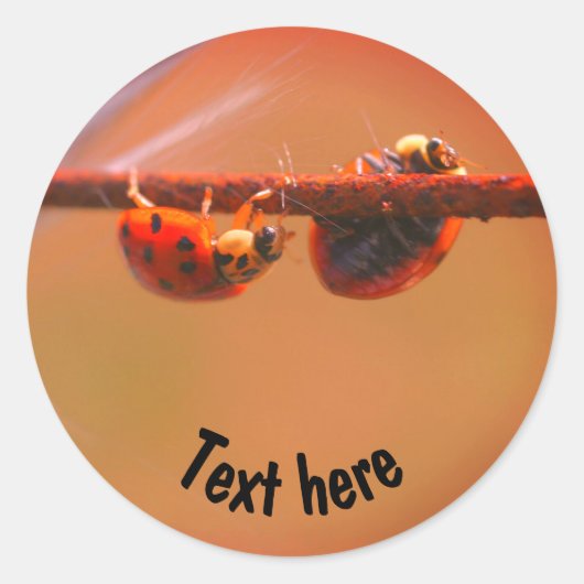 Ladybugsの自然のバパーソナライズされたランス ラウンドシール (正面)