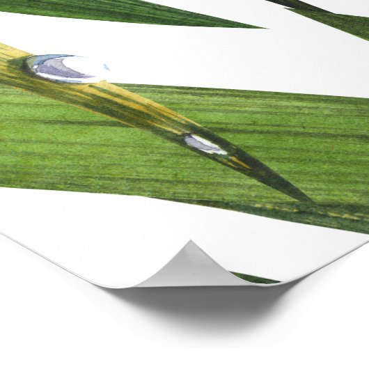 Ladybugs:デイジー背景水色パターン。 ポスター (角)