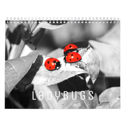 Ladybugs [1]ウォールカレンダー カレンダー (カバー)