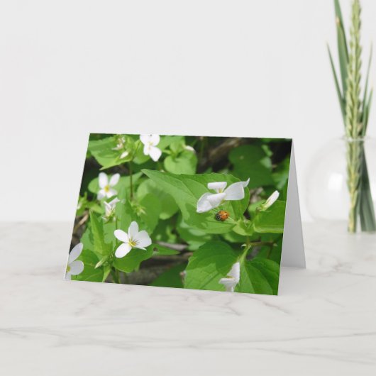 Ladybugs (3)グリーティングカード カード (正面)