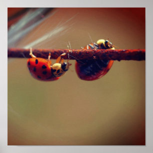 Ladybugs Balancingクローズアップ ポスター