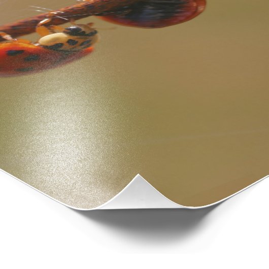 Ladybugs Balancing Close Up 8x8 フォトプリント (角)