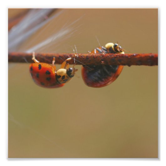 Ladybugs Balancing Close Up 8x8 フォトプリント (正面)