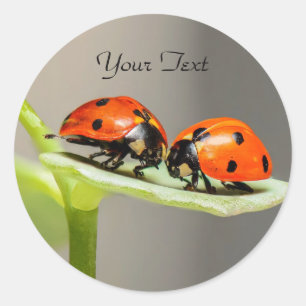 Ladybugs Beetlesクラシック丸ステッカー ラウンドシール
