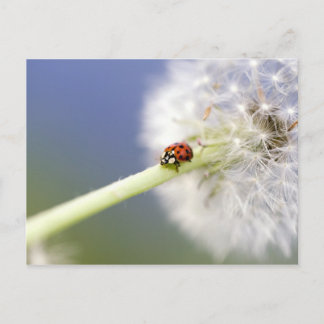 Ladybugs & Dandelion ポストカード