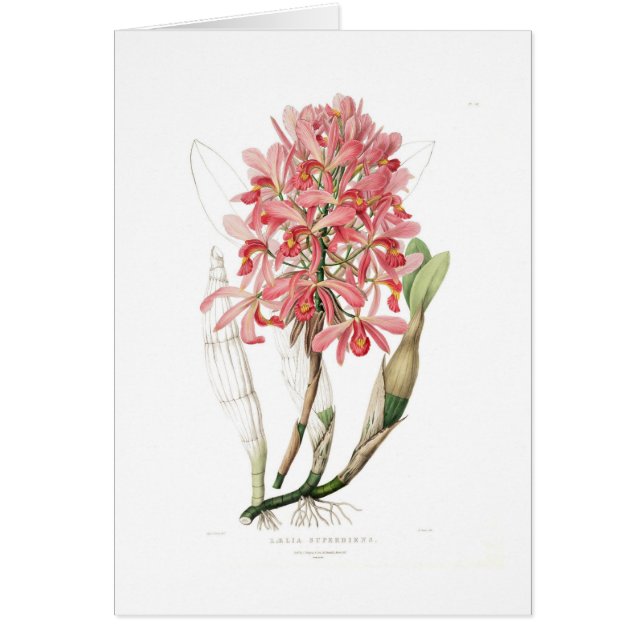 Laeliaのsuperbiens (正面)