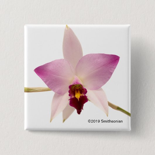 Laelia Ancep 缶バッジ (正面)