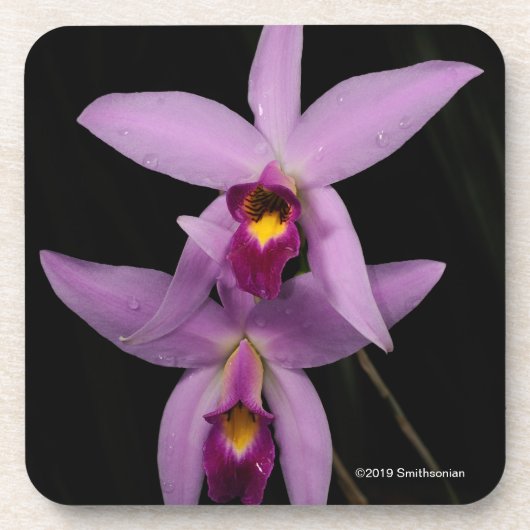 Laelia Anceps コースター (正面)
