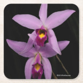 Laelia Anceps スクエアペーパーコースター (正面)