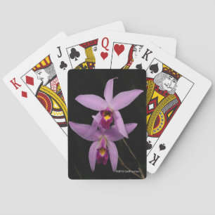 Laelia Anceps トランプ