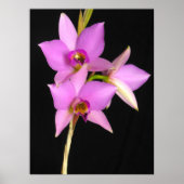 Laelia Anceps ポスター (正面)
