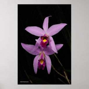 Laelia Anceps ポスター