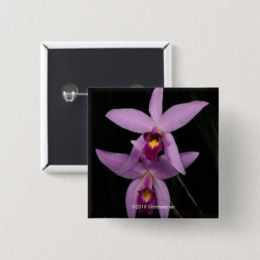 Laelia Anceps 缶バッジ (正面&裏面)