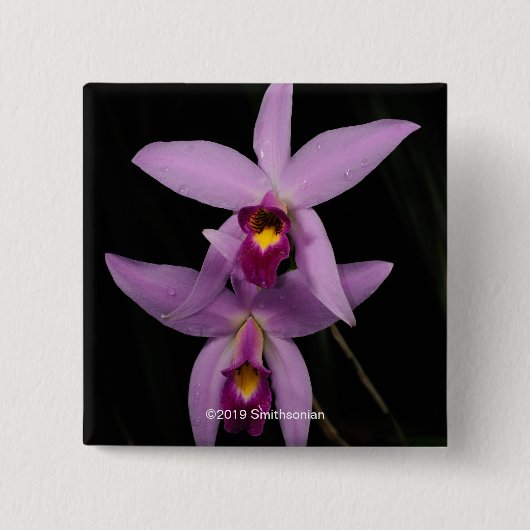 Laelia Anceps 缶バッジ (正面)