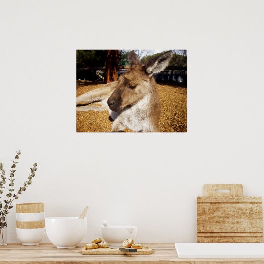 Laizing Kangaroo Close Up, Poster ポスター (キッチン)