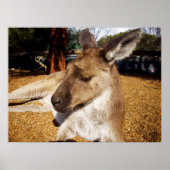 Laizing Kangaroo Close Up, Poster ポスター (正面)