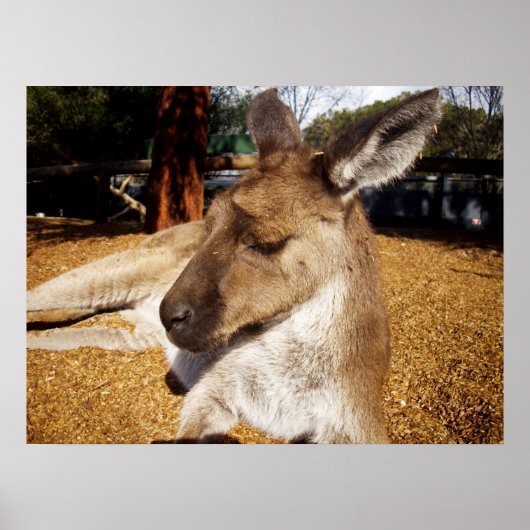 Laizing Kangaroo Close Up, Poster ポスター (正面)