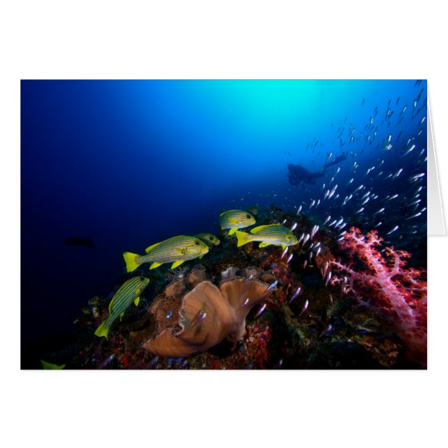 Laja Ampat水中3 (正面横)