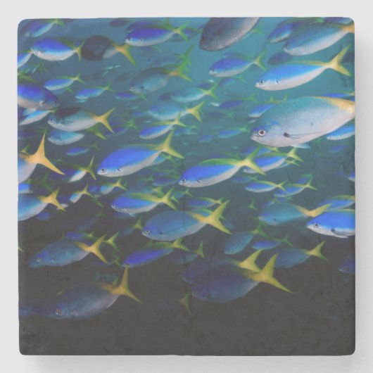 Laja Ampat水中5 ストーンコースター (正面)