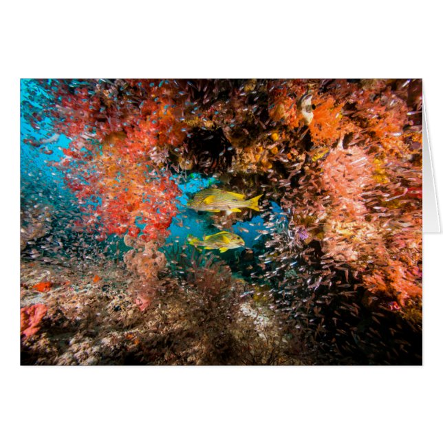 Laja Ampat水中6 (正面横)