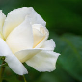 Lake Tahoe Folded Greeting Card カード