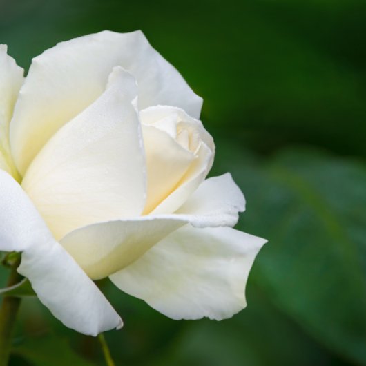 Lake Tahoe Folded Greeting Card カード