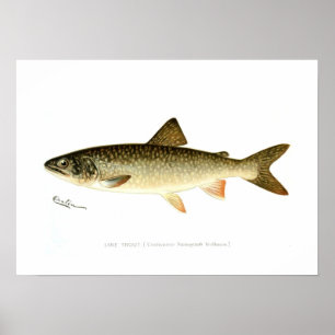 Lake Trout ポスター