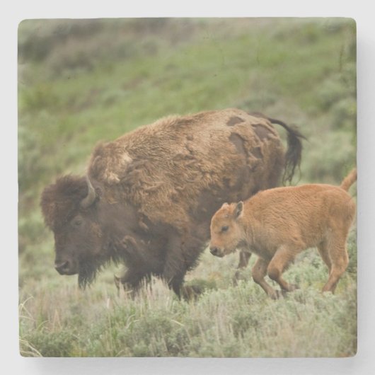 Lamarの谷の小型スタンピード ストーンコースター (正面)