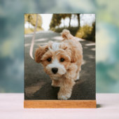 Lamina con foto de perro bonito tierno アクリルサイン (ニュートラル)