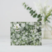 Lamium maculatum (White Nancy)ポストカード ポストカード (スタンド正面)