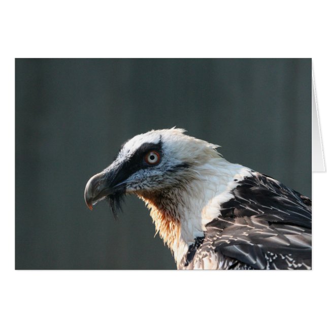 Lammergeier (正面横)