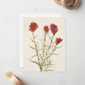 Lancelaf Paintbrush by Mary Vaux Walcott ノートカード (正面/裏面インサイチュ)