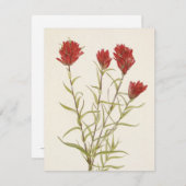 Lancelaf Paintbrush by Mary Vaux Walcott ノートカード (正面/裏面)