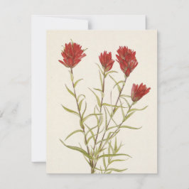 Lancelaf Paintbrush by Mary Vaux Walcott ノートカード
