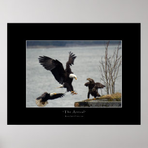 LANDING BALD EAGLE Photo Poster ポスター