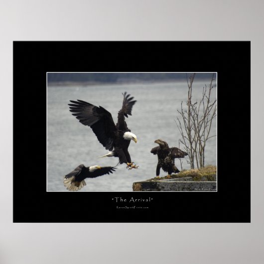 LANDING BALD EAGLE Photo Poster ポスター (正面)
