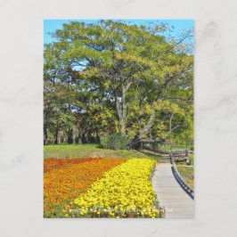Landscape of Chinaberry and Marigold flower bed ポストカード