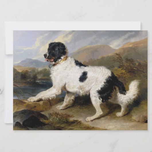 Landseer Newfoundland Dog （白黒の動物） カード (正面)