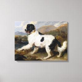 Landseer Newfoundland Dog （白黒の動物） キャンバスプリント
