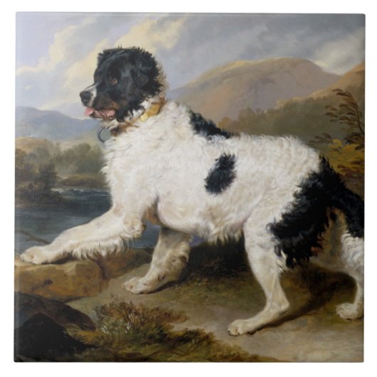 Landseer Newfoundland Dog (白黒の動物) タイル (正面)