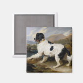 Landseer Newfoundland Dog （白黒の動物） マグネット (正面/裏面)