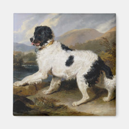 Landseer Newfoundland Dog （白黒の動物） マグネット