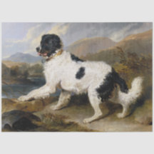 Landseer Newfoundland Dog （白黒の動物）