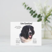 Landseer Newfoundland History; I love Newfies ポストカード (スタンド正面)