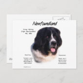 Landseer Newfoundland History; I love Newfies ポストカード (正面/裏面)