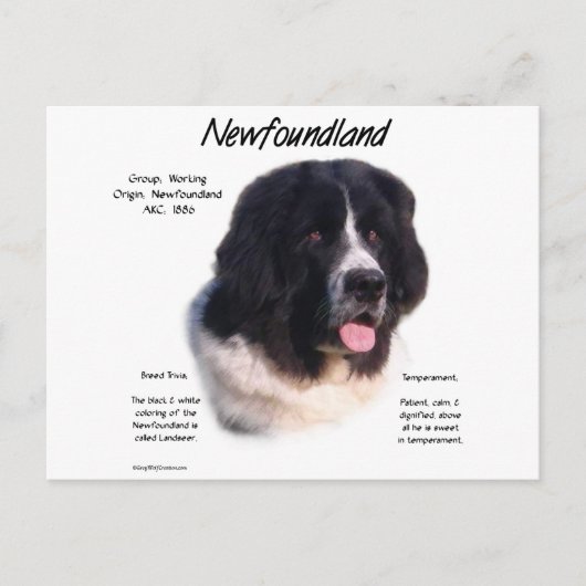 Landseer Newfoundland History; I love Newfies ポストカード (正面)