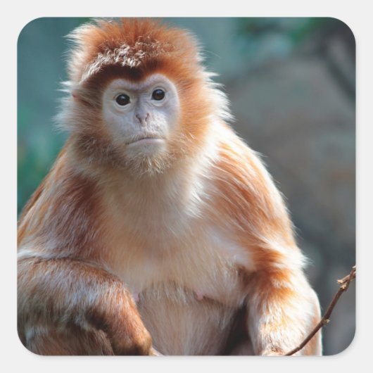 Langur Monkey Wildlife Animal写真 スクエアシール (正面)