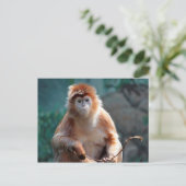Langur Monkey Wildlife Animal写真 ポストカード (スタンド正面)