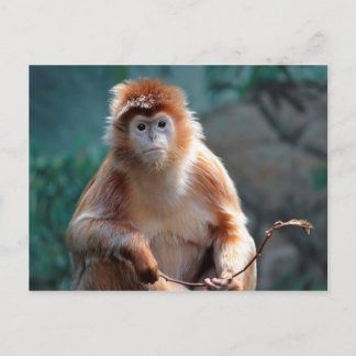 Langur Monkey Wildlife Animal写真 ポストカード